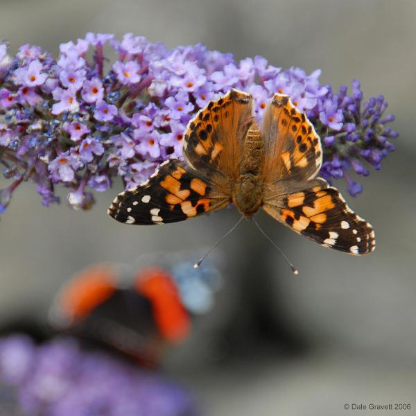 Butterflys-014.jpg - "Butterfly"   - by Dale Gravett